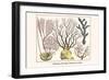 Cnidarians, Sea Whip, Violescent Sea Whip-Albertus Seba-Framed Art Print