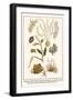 Cnidarians, White Weed, Hydroid, Sea Plant, Sea Laces, Moss Animal, etc.-Albertus Seba-Framed Art Print