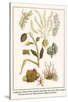 Cnidarians, White Weed, Hydroid, Sea Plant, Sea Laces, Moss Animal, etc.-Albertus Seba-Stretched Canvas