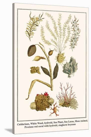 Cnidarians, White Weed, Hydroid, Sea Plant, Sea Laces, Moss Animal, etc.-Albertus Seba-Stretched Canvas