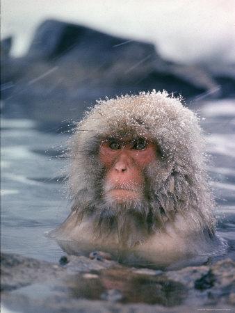 Japanese Macaque, Snow Monkey Sitting in Waters of Hot Spring in Shiga Mountains During a Snowfall