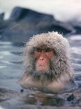 Japanese Macaque, Snow Monkey Sitting in Waters of Hot Spring in Shiga Mountains During a Snowfall-Co Rentmeester-Photographic Print