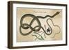 Coach-Whip Snake, Col-null-Framed Art Print