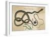 Coach-Whip Snake, Col-null-Framed Art Print