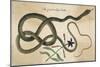 Coach-Whip Snake, Col-null-Mounted Art Print