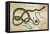 Coach-Whip Snake, Col-null-Framed Stretched Canvas