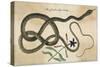 Coach-Whip Snake, Col-null-Stretched Canvas