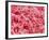 Coagulated Human Red Blood Cells-Micro Discovery-Framed Photographic Print