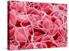 Coagulated Red Blood Cells-Micro Discovery-Stretched Canvas