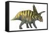 Coahuilaceratops Dinosaur-Stocktrek Images-Framed Stretched Canvas