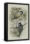 Coal Tit, Illustration from 'A History of British Birds' by William Yarrell, c.1905-10-Edward Adrian Wilson-Framed Stretched Canvas