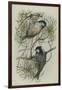 Coal Tit, Illustration from 'A History of British Birds' by William Yarrell, c.1905-10-Edward Adrian Wilson-Framed Giclee Print