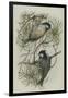 Coal Tit, Illustration from 'A History of British Birds' by William Yarrell, c.1905-10-Edward Adrian Wilson-Framed Giclee Print