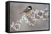 Coal Tit (Periparus Ater) Adult Perched in Winter, Scotland, UK, December-Mark Hamblin-Framed Stretched Canvas