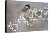 Coal Tit (Periparus Ater) Adult Perched in Winter, Scotland, UK, December-Mark Hamblin-Stretched Canvas