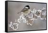 Coal Tit (Periparus Ater) Adult Perched in Winter, Scotland, UK, December-Mark Hamblin-Framed Stretched Canvas