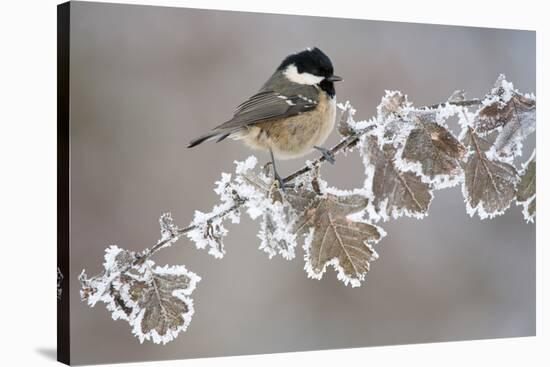 Coal Tit (Periparus Ater) Adult Perched in Winter, Scotland, UK, December-Mark Hamblin-Stretched Canvas