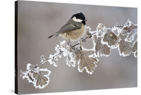 Coal Tit (Periparus Ater) Adult Perched in Winter, Scotland, UK, December-Mark Hamblin-Stretched Canvas