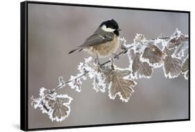 Coal Tit (Periparus Ater) Adult Perched in Winter, Scotland, UK, December-Mark Hamblin-Framed Stretched Canvas