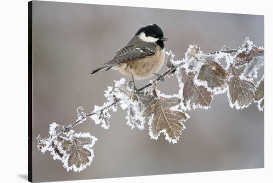 Coal Tit (Periparus Ater) Adult Perched in Winter, Scotland, UK, December-Mark Hamblin-Stretched Canvas
