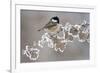 Coal Tit (Periparus Ater) Adult Perched in Winter, Scotland, UK, December-Mark Hamblin-Framed Photographic Print