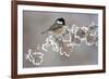 Coal Tit (Periparus Ater) Adult Perched in Winter, Scotland, UK, December-Mark Hamblin-Framed Photographic Print