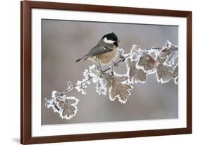 Coal Tit (Periparus Ater) Adult Perched in Winter, Scotland, UK, December-Mark Hamblin-Framed Photographic Print