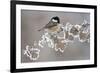 Coal Tit (Periparus Ater) Adult Perched in Winter, Scotland, UK, December-Mark Hamblin-Framed Photographic Print