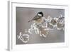 Coal Tit (Periparus Ater) Adult Perched in Winter, Scotland, UK, December-Mark Hamblin-Framed Photographic Print