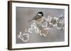 Coal Tit (Periparus Ater) Adult Perched in Winter, Scotland, UK, December-Mark Hamblin-Framed Photographic Print