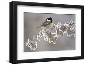 Coal Tit (Periparus Ater) Adult Perched in Winter, Scotland, UK, December-Mark Hamblin-Framed Photographic Print