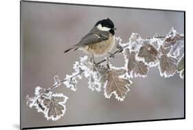 Coal Tit (Periparus Ater) Adult Perched in Winter, Scotland, UK, December-Mark Hamblin-Mounted Photographic Print