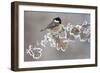 Coal Tit (Periparus Ater) Adult Perched in Winter, Scotland, UK, December-Mark Hamblin-Framed Photographic Print