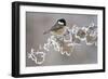 Coal Tit (Periparus Ater) Adult Perched in Winter, Scotland, UK, December-Mark Hamblin-Framed Photographic Print