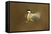 Coal Tit (Periparus Ater) in Flight, Scotland, January-Mark Hamblin-Framed Stretched Canvas
