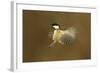 Coal Tit (Periparus Ater) in Flight, Scotland, January-Mark Hamblin-Framed Photographic Print