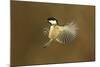 Coal Tit (Periparus Ater) in Flight, Scotland, January-Mark Hamblin-Mounted Photographic Print