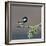 Coal tit (Periparus ater) on a branch with lichen, Vendee, France, December-Loic Poidevin-Framed Photographic Print