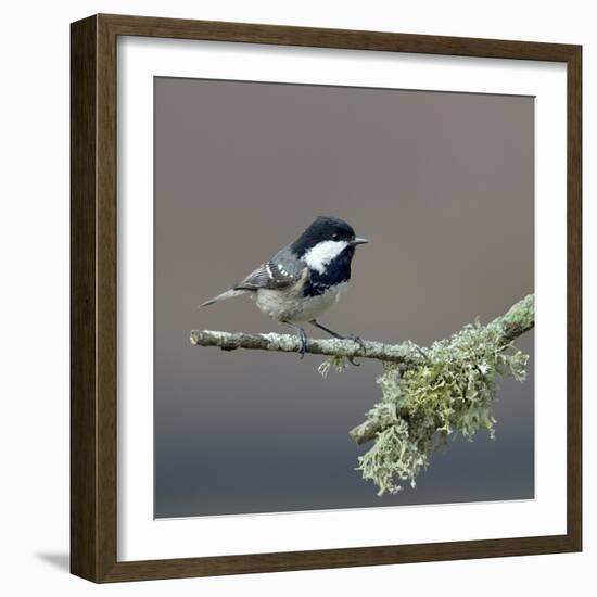 Coal tit (Periparus ater) on a branch with lichen, Vendee, France, December-Loic Poidevin-Framed Photographic Print