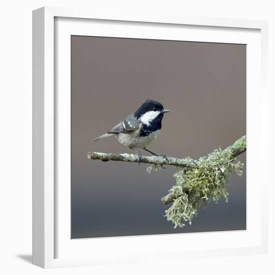 Coal tit (Periparus ater) on a branch with lichen, Vendee, France, December-Loic Poidevin-Framed Photographic Print