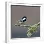 Coal tit (Periparus ater) on a branch with lichen, Vendee, France, December-Loic Poidevin-Framed Photographic Print