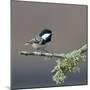 Coal tit (Periparus ater) on a branch with lichen, Vendee, France, December-Loic Poidevin-Mounted Photographic Print