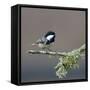 Coal tit (Periparus ater) on a branch with lichen, Vendee, France, December-Loic Poidevin-Framed Stretched Canvas