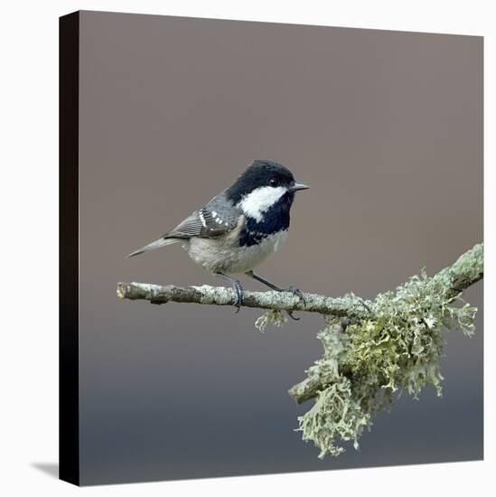 Coal tit (Periparus ater) on a branch with lichen, Vendee, France, December-Loic Poidevin-Stretched Canvas