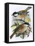 Coal Tit (Top) and Marsh Tit (Bottom)-English-Framed Stretched Canvas