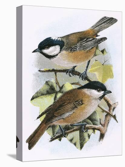 Coal Tit (Top) and Marsh Tit (Bottom)-English-Stretched Canvas