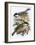 Coal Tit (Top) and Marsh Tit (Bottom)-English-Framed Giclee Print