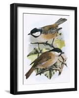 Coal Tit (Top) and Marsh Tit (Bottom)-English-Framed Giclee Print