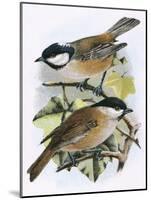 Coal Tit (Top) and Marsh Tit (Bottom)-English-Mounted Giclee Print