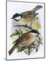 Coal Tit (Top) and Marsh Tit (Bottom)-English-Mounted Giclee Print